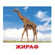 Картки Домана Дикі тварини російська мова Вундеркінд з пелюшок