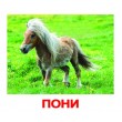 Картки Домана Домашні тварини російська мова Вундеркінд з пелюшок