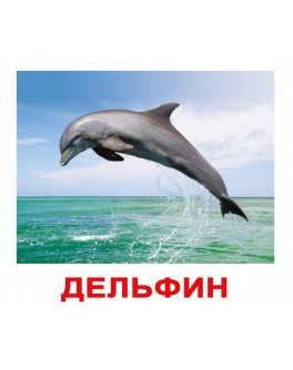 Карточки Домана Обитатели воды русский язык Вундеркинд с пелёнок - WK 024