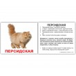 Картки Домана міні Породи кішок російська мова Вундеркінд з пелюшок