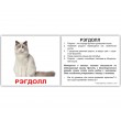 Картки Домана міні Породи кішок російська мова Вундеркінд з пелюшок