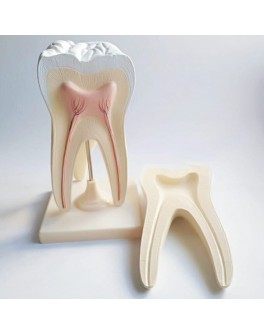 Модель об'ємна демонстраційна Великий зуб