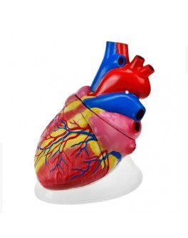 Модель об'ємна демонстраційна Серце людини велике