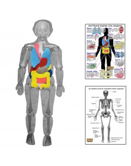 Модель тіла людини розбірна з органами з плакатами Hega