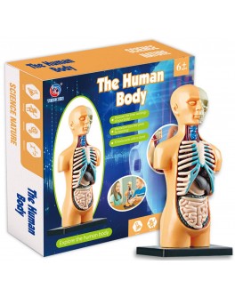 Набір для досліджень Модель тулуба людини збірна, 14 см (TXMR-025)