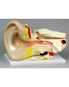 Модель об'ємна демонстраційна Вухо людини