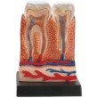 Анатомічний набір Ein-O Зуби і ясна (E2370TG) - MD E2370TG