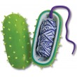 Набір для експериментів Ein-O Бактерія (E2371BA) - MD E2371BA