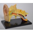 Набір для досліджень Модель анатомія вуха збірна, 7,7 см