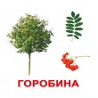 Картки Домана Дерева укр. мова Вундеркінд з пелюшок - WK 2100064097034