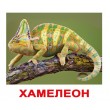 Картки Домана Екзотичний тварини російська мова Вундеркінд з пелюшок
