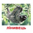 Картки Домана Екзотичні тварини укр. мова Вундеркінд з пелюшок