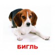 Картки Домана Породи собак російська мова Вундеркінд з пелюшок