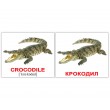 Картки Домана міні Водні тварини англо-російські Вундеркінд з пелюшок 