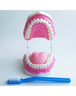Модель об'ємна демонстраційна Гігієна зубів. Верхня та нижня щелепи людини