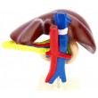 Модель об'ємна демонстраційна Печінка людини