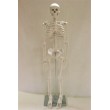 Модель об'ємна демонстраційна Скелет людини 85 см