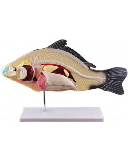 Модель об'ємна демонстраційна Будова риби