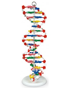 Модель структури ДНК розбірна