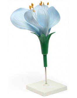 Модель об'ємна демонстраційна Квітка гороху блакитна