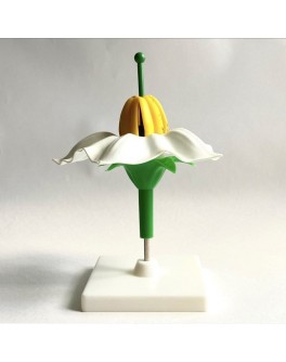 Модель об'ємна демонстраційна Квітка картоплі біла