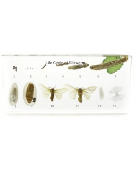 Колекція Розвиток комах з повним перетворенням. (Шовкопряд) 