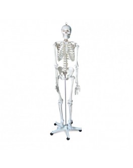 Модель об'ємна демонстраційна Скелет людини 170 см на п'яти роликовій підставці