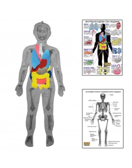 Скелет людини з органами з плакатами-вказівками Hega