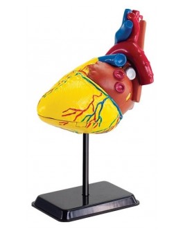 Набір для досліджень Модель серця людини збірна, 14 см