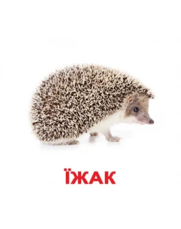 Картки Домана Дикі тварини укр. мова Вундеркінд з пелюшок Картки Домана Дикі тварини укр. мова Вундеркінд з пелюшок