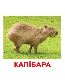 Картки Домана Екзотичні тварини укр. мова Вундеркінд з пелюшок Картки Домана Екзотичні тварини укр. мова Вундеркінд з пелюшок