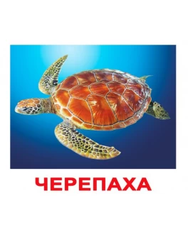 Картки Домана Жителі водоймищ укр. мова Вундеркінд з пелюшок
