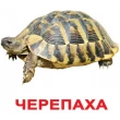 Картки Домана Моя перша валіза Вундеркінд з пелюшок