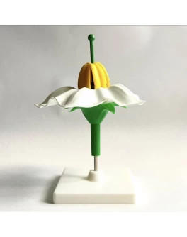 Модель об'ємна демонстраційна Квітка картоплі біла