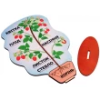 Модель будови рослини (на підставці), Komarovtoys