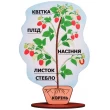 Модель будови рослини (на підставці), Komarovtoys