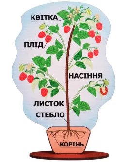 Модель будови рослини (на підставці), Komarovtoys