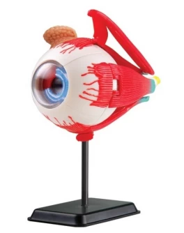 Набір для досліджень Модель очного яблука збірна, 14 см